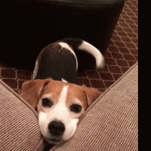 A beagle wagging its tail